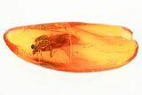 Detailed Fossil Caddisfly and Dagger Fly In Baltic Amber #357889-1